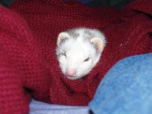 This is my cute ferret...