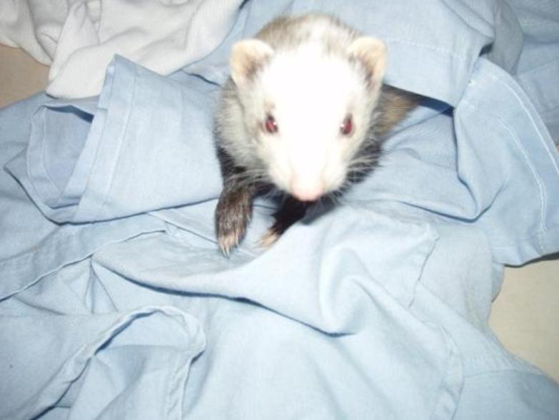 My cuddly ferret looking cute likes always