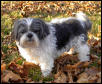 Charlee in the leaves