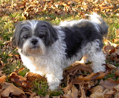Charlee in the leaves