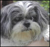 Small Charlee