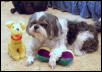 Charlee & his toys