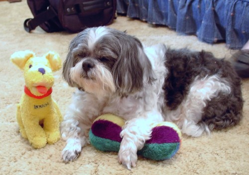 Charlee & his toys