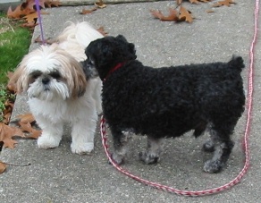 Max & Nicky outside 12-05