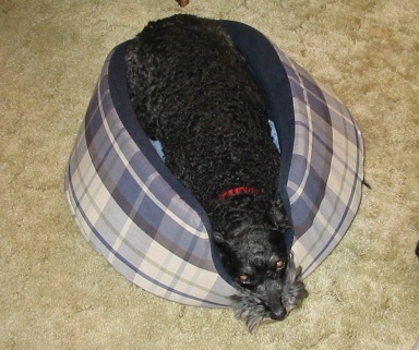 Crazy Hotdog Max