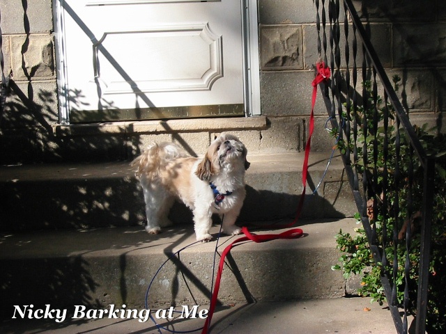 Nicky barking at me