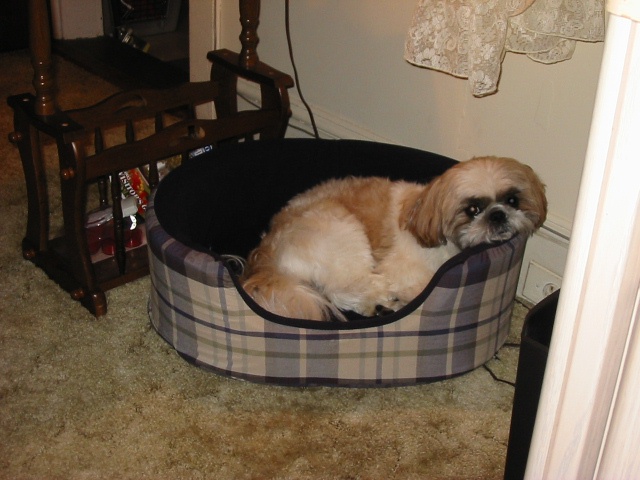 Nicky in bed by computer