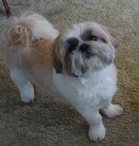 Waiting for a treat!