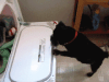 max at dryer