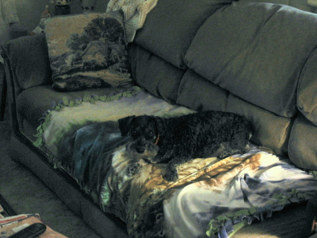 Max on the couch