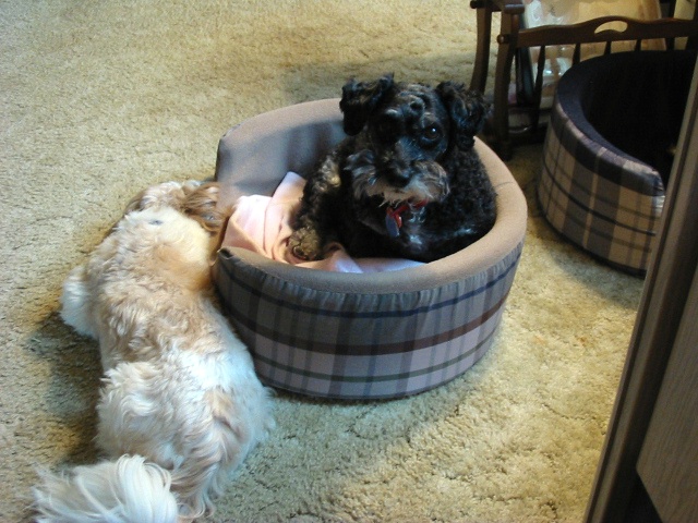 Nicky & Max laying together