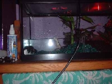 Banded Water Snake
