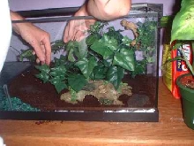 Banded Cage