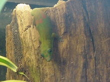 Gold Dust Day Gecko Phelsuma Laticauda