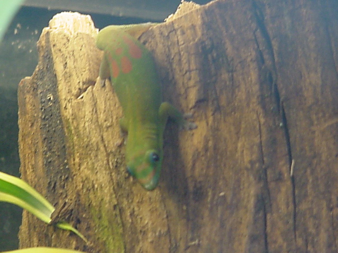 Gold Dust Day Gecko Phelsuma Laticauda