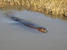 Beaver in a saltmarsh
