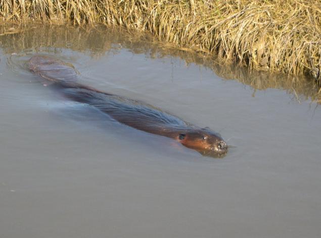 Beaver in a saltmarsh