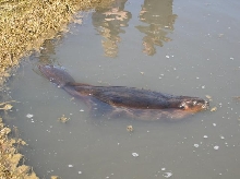 Beaver In Saltmarsh