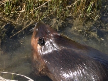 Beaver In Saltmarsh