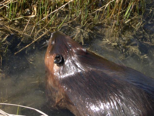Beaver In Saltmarsh