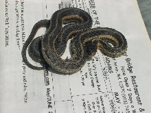 Garter