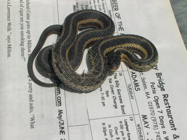 Garter