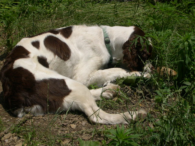 Goliath