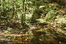 Frog Habitat