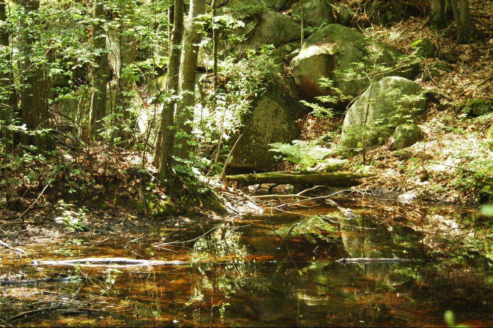 Frog Habitat
