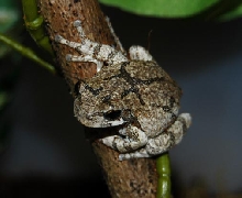 Gray Tree  frog
