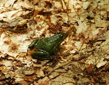 Green Frog