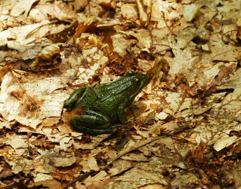 Green Frog