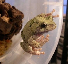 Gray Tree Frog