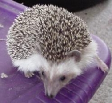 Pickle