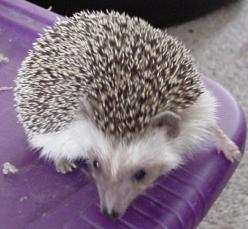Pickle