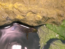 Hatchling Plymouth Redbelly Turtle