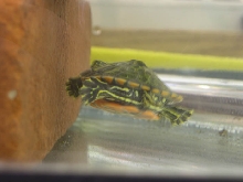 Hatchling Plymouth Redbelly Turtle