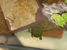 Hatchling Red Bellied Turtle