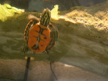 Hatchling Redbelly Turtle