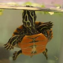 Hatchling Redbelly Turtle