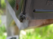 Unidentified Spider