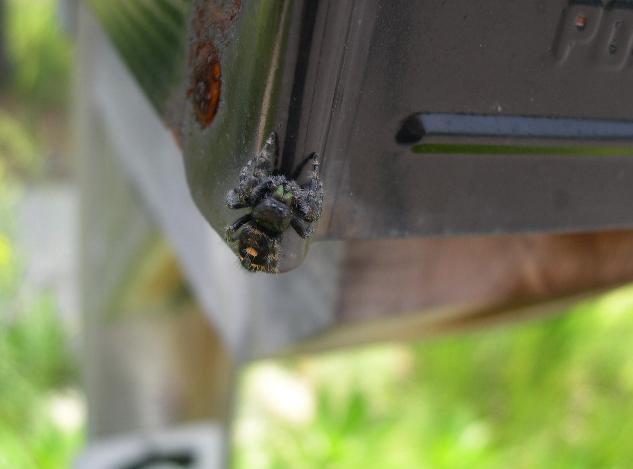 Unidentified Spider