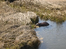 Beaver In Saltmarsh