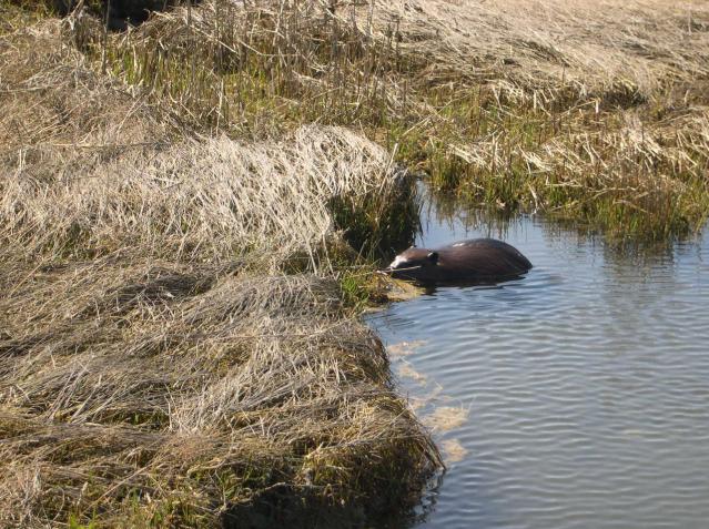 Beaver In Saltmarsh