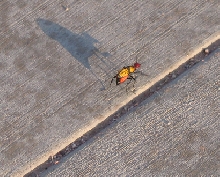 Unknown ant or beetle?