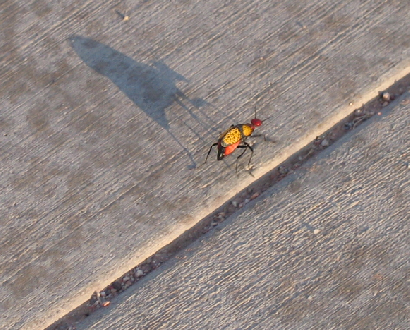 Unknown ant or beetle?