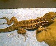 what kind of lizard am I??