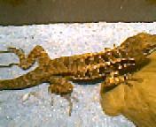 what kind of lizard am I??