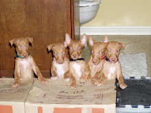 5 little a go-go's