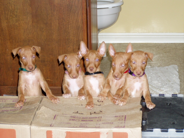 5 little a go-go's